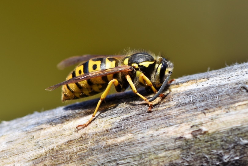 wasp on the wood