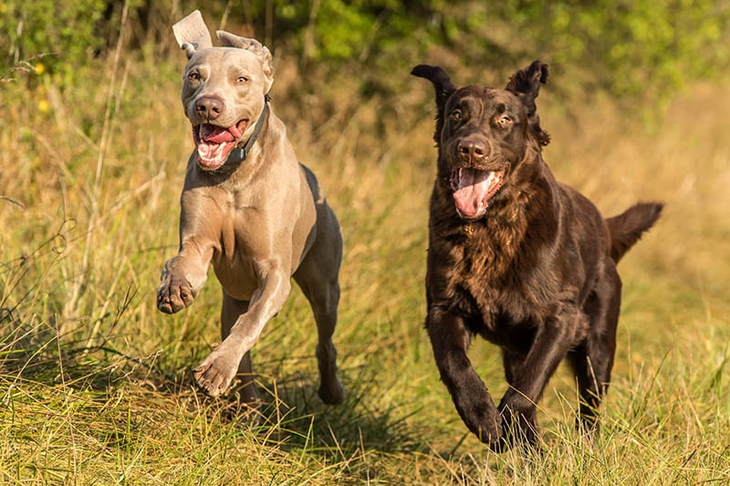 Weimaraner and Retriever dogs running