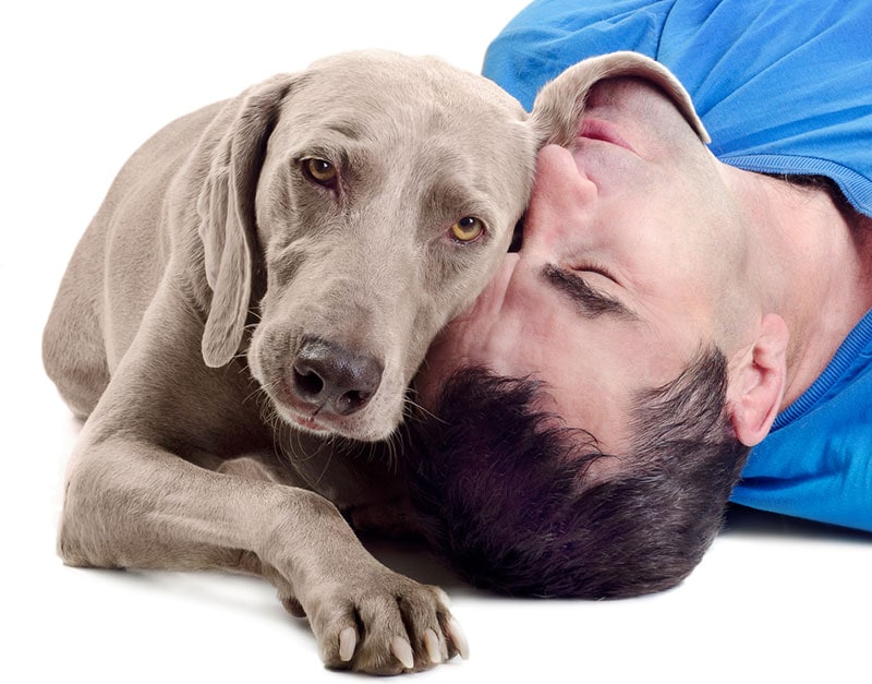 weimaraner dog being clingy to his owner