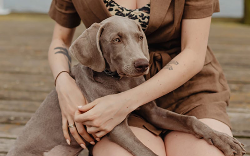 weimaraner dog sitting on owner's laps