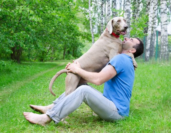 weimaraner dog with his owner