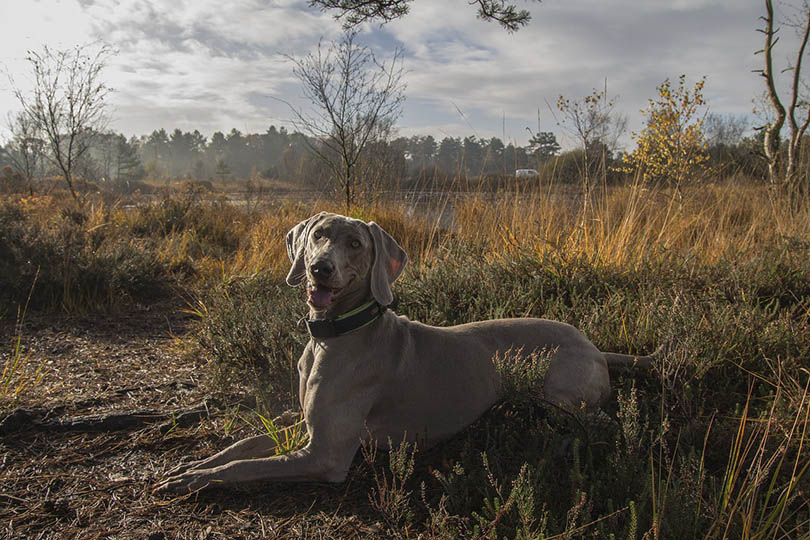 weimaraner lying near a lake