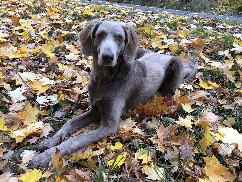 weimaraner lying on ground full of leaves