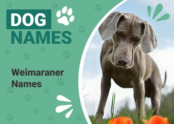 Weimaraner Names