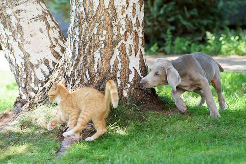 weimaraner puppy playing with an orange cat