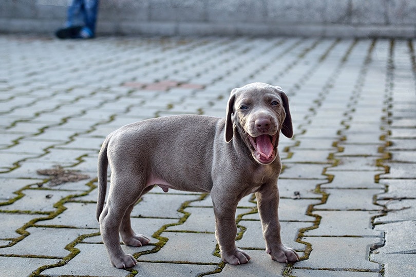 weimaraner puppy yawning