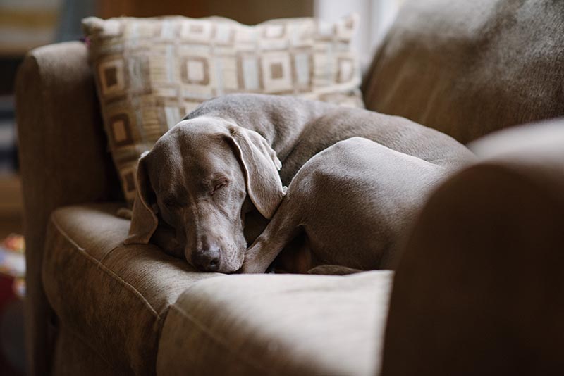 weimaraner resting on couch