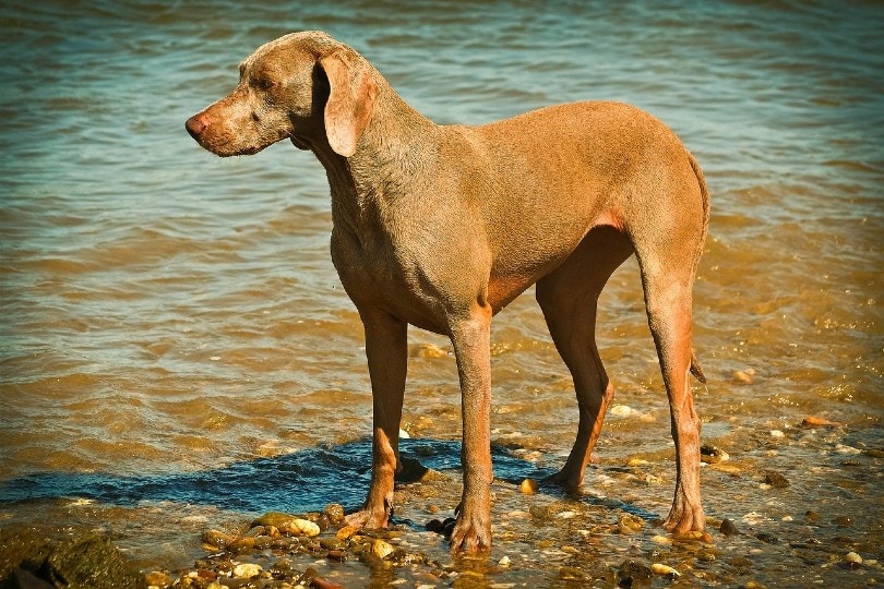 weimaraner standing on the seashore