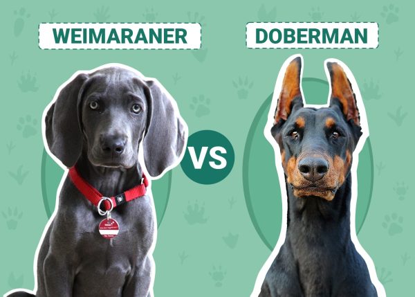 Weimaraner vs Doberman