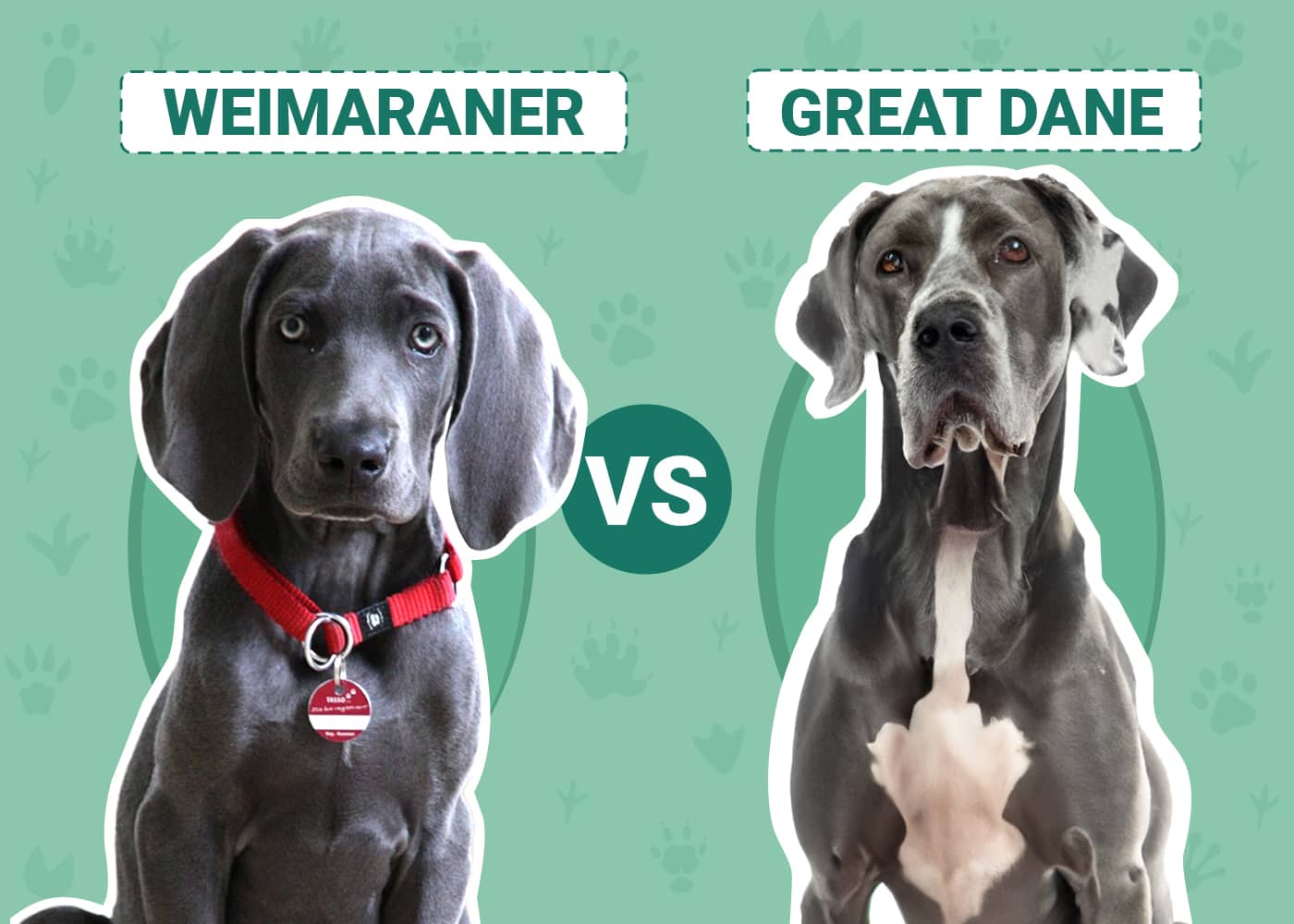 Weimaraner vs. Great Dane