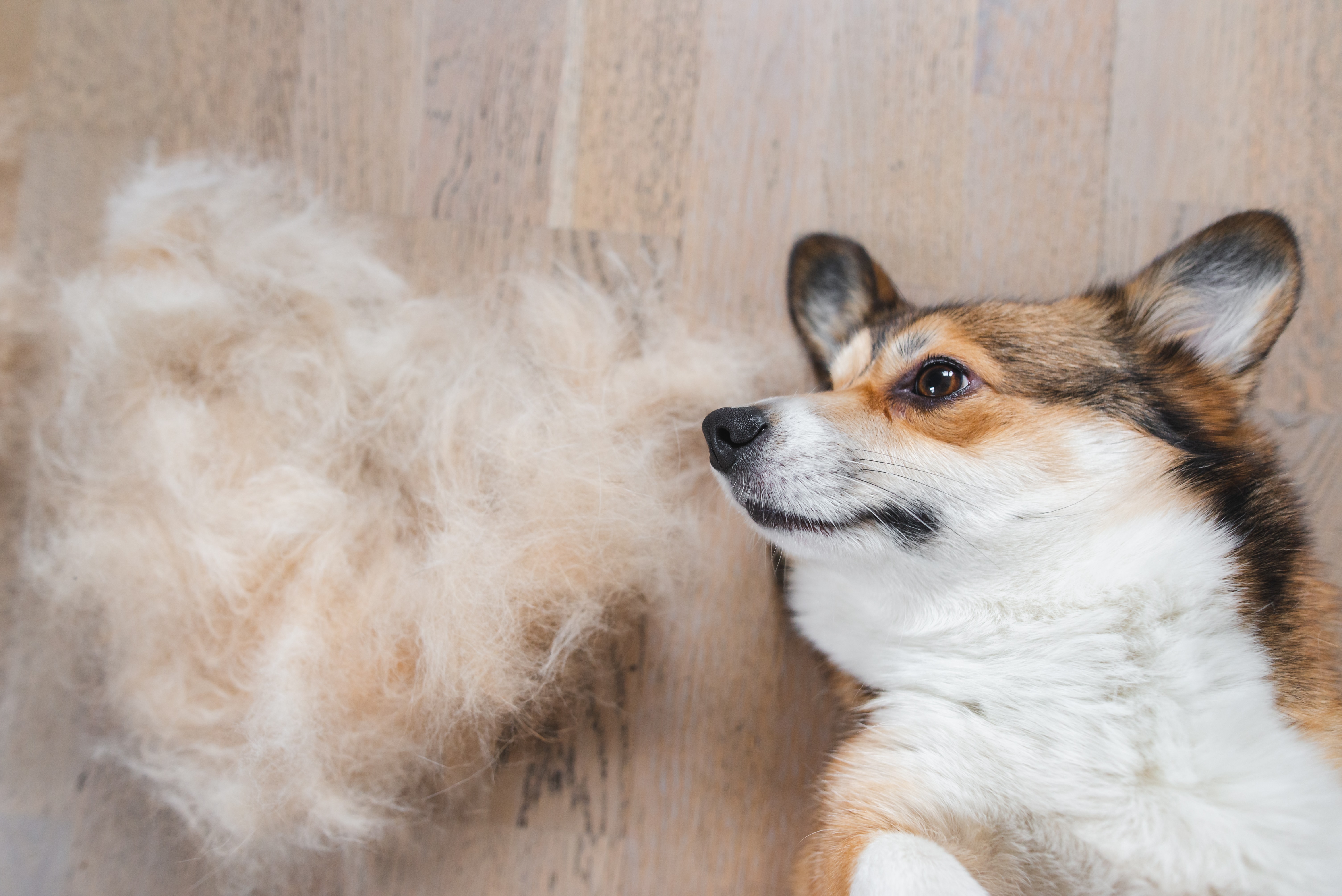 Pembroke Welsh Corgi dog with shed fur
