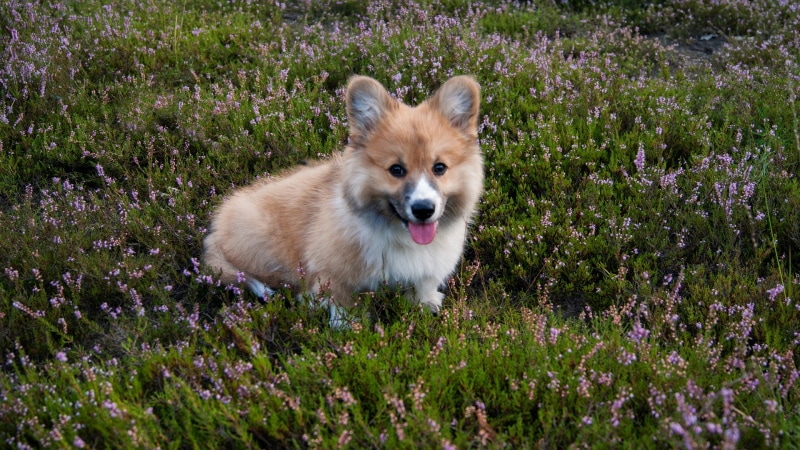 welsh corgi in the garden
