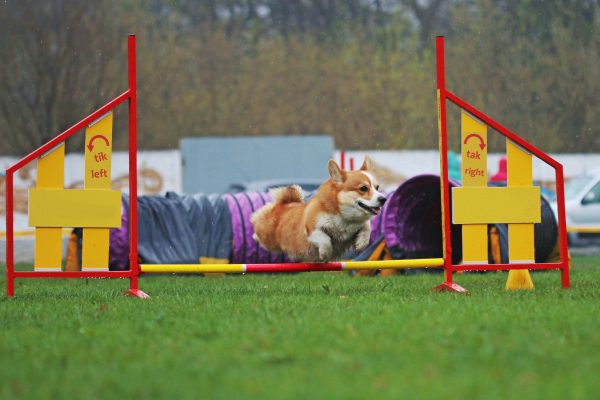 welsh corgi jumping