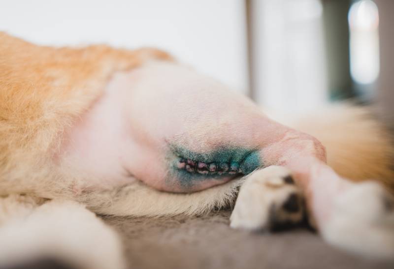 welsh corgi pembroke dog after a CCL sugery