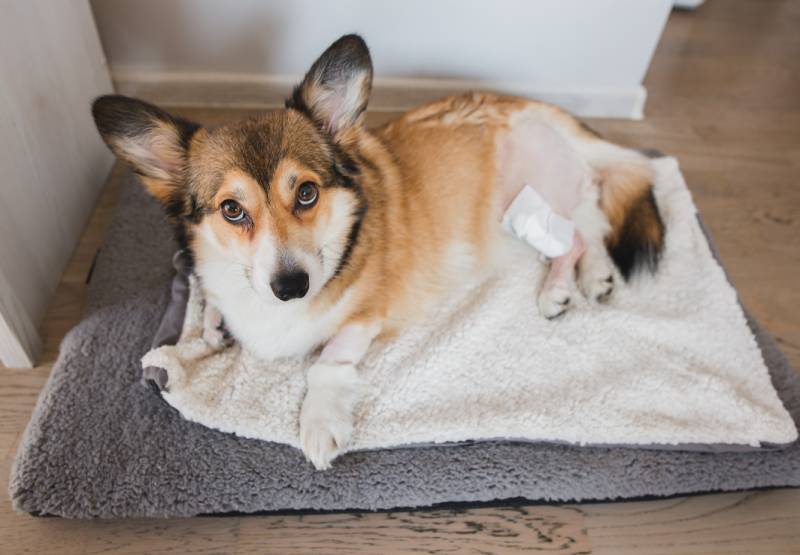 welsh corgi pembroke dog after a knee surgery