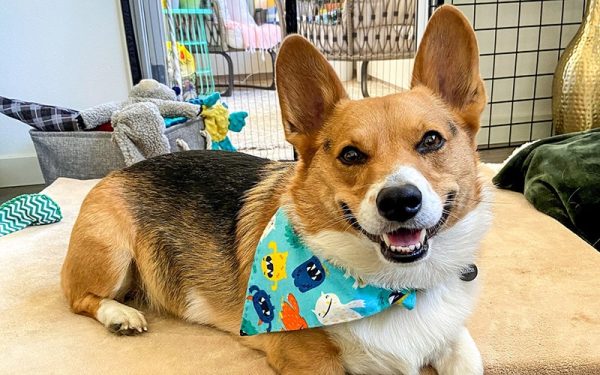 Pembroke Welsh Corgi Dog Breed: Info, Pictures, Traits & Facts – Dogster