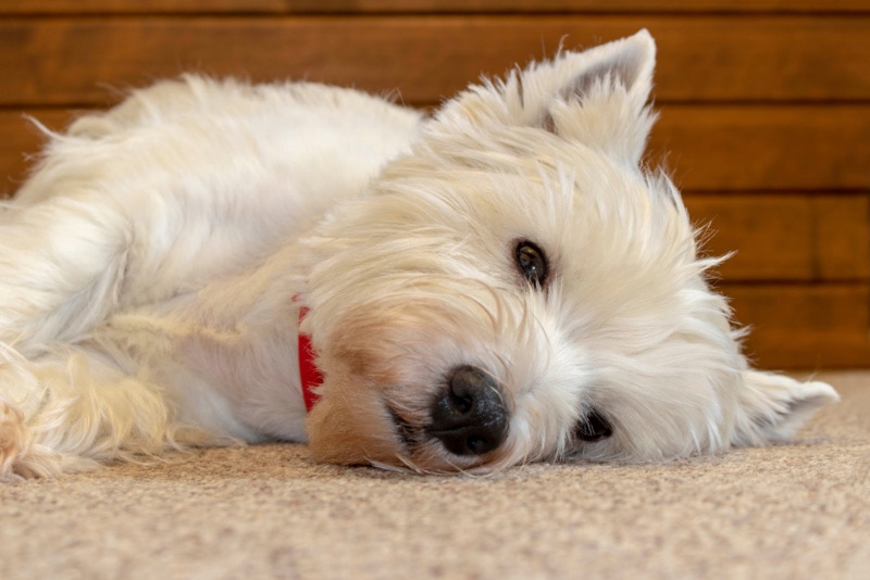 west highland terrier dog lying on the carpet