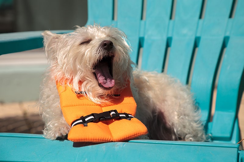 west highland terrier dog wearing a vest