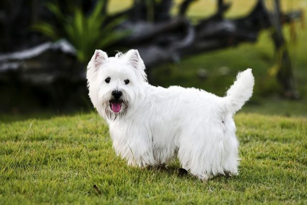 west-highland-white-terrier-dog-standing-on-grass