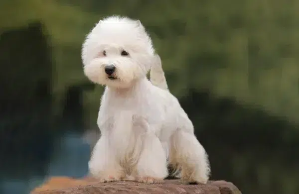 west highland white terrier dog standing outdoors