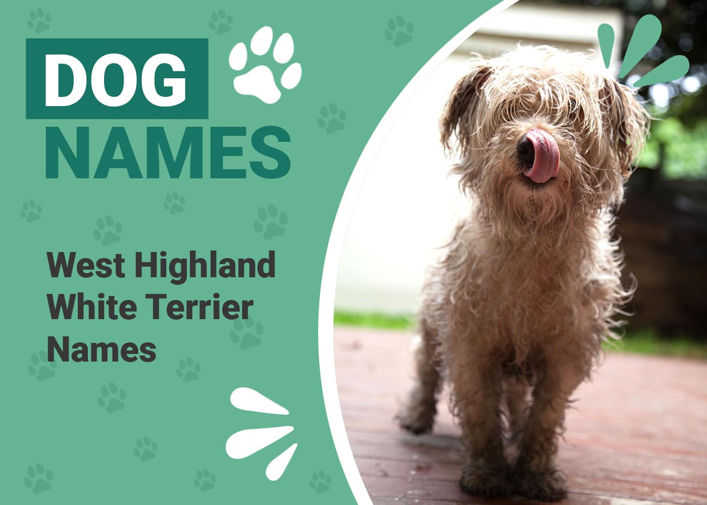 West Highland White Terrier Names