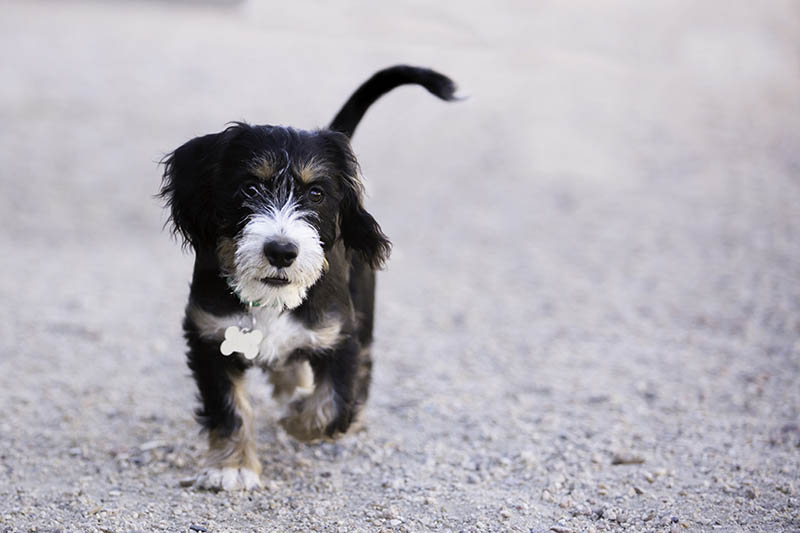 westie corgi mix puppy walking