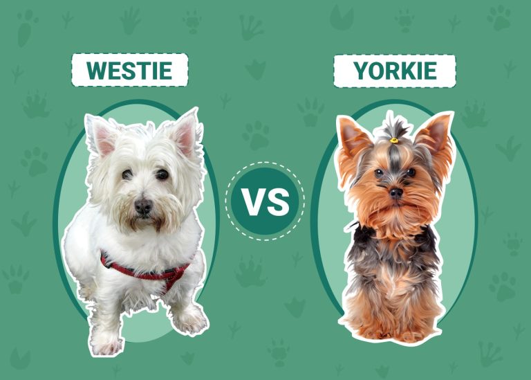 Westie vs Yorkie Main Differences (With Pictures) Dogster