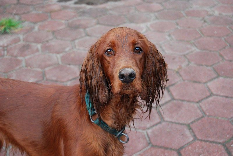 wet Irish Setter dog