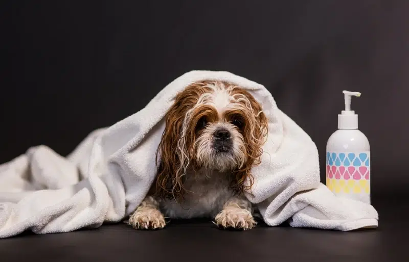 wet dog Shih Tzu under bath towel