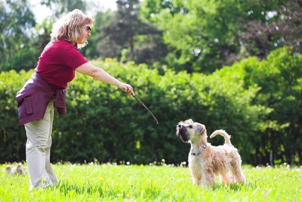 wheaten-terrier-dog-training