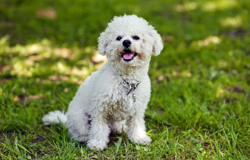 white-Bichon-Frise-dog-sitting-on-the-grass