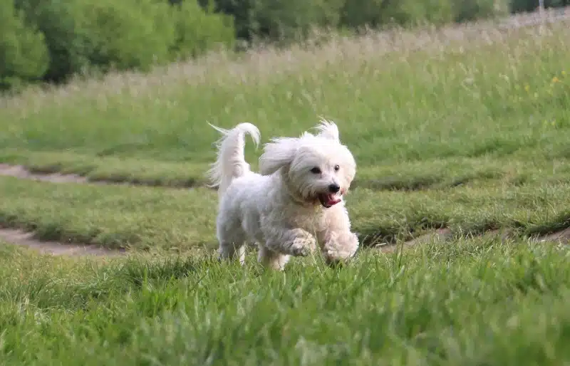 white Coton De Tulear dog running across a meadow