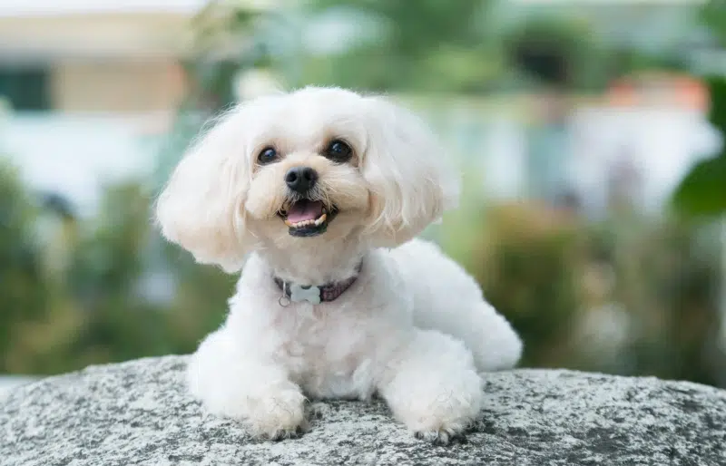 white Shih Poo dog resting on rock surface