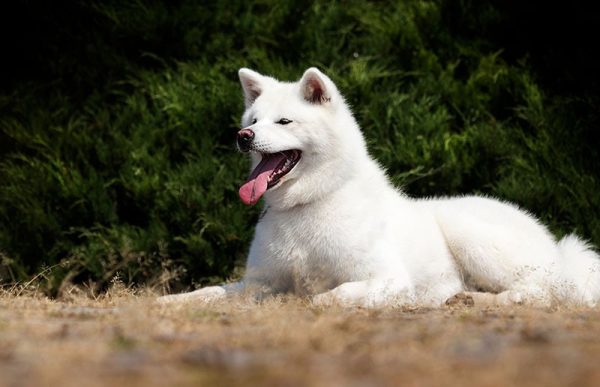 white akita inu