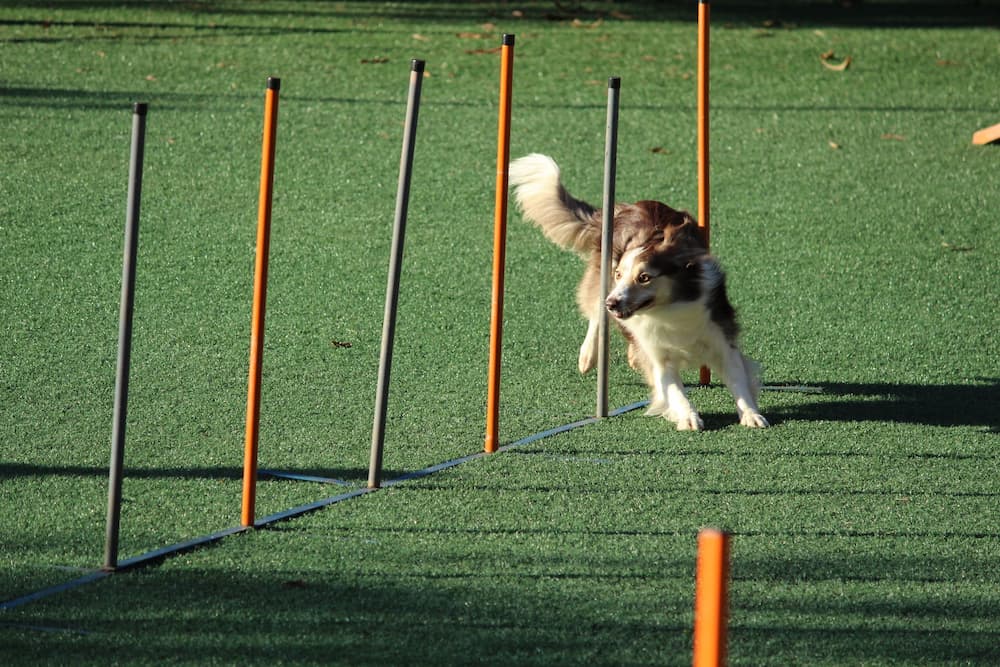 search image 2 Using Obstacle Courses to Build Problem-Solving Skills in Dogs 2