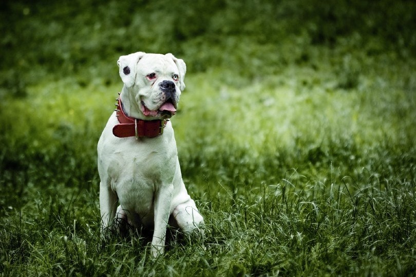 white-boxer-sitting-on-the-grass_Michal-Vitek_Shutterstock