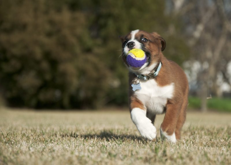 white-brown-puppy-playing-with-a-ball