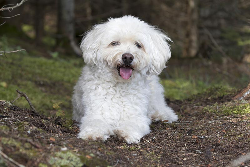 white cockapoo dog panting