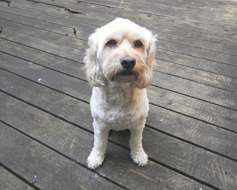 white cockapoo dog sitting outdoors
