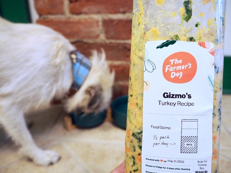white dog eating The Farmer's Dog turkey recipe fresh food