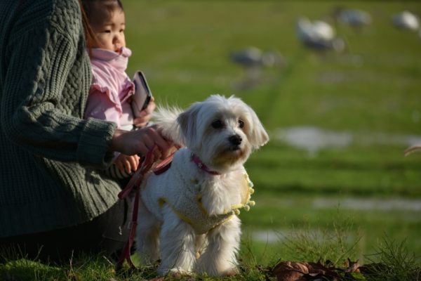 white dog in the park_