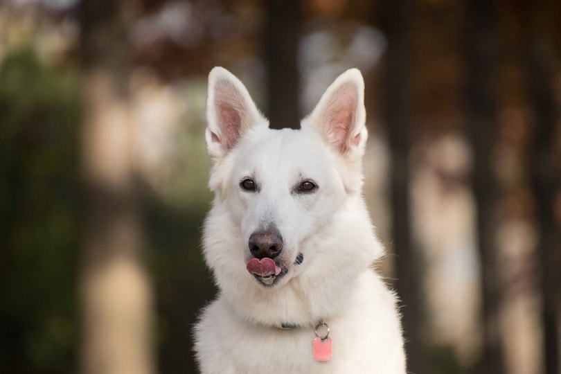 white dog licking