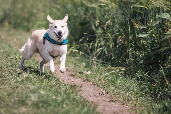 white dog off leash at the park