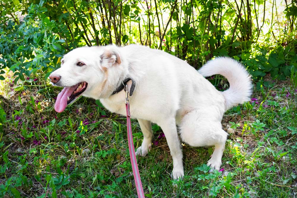 white dog peeing on grass