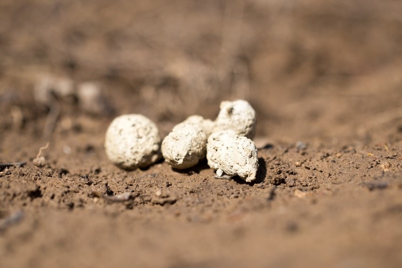 white dog poo