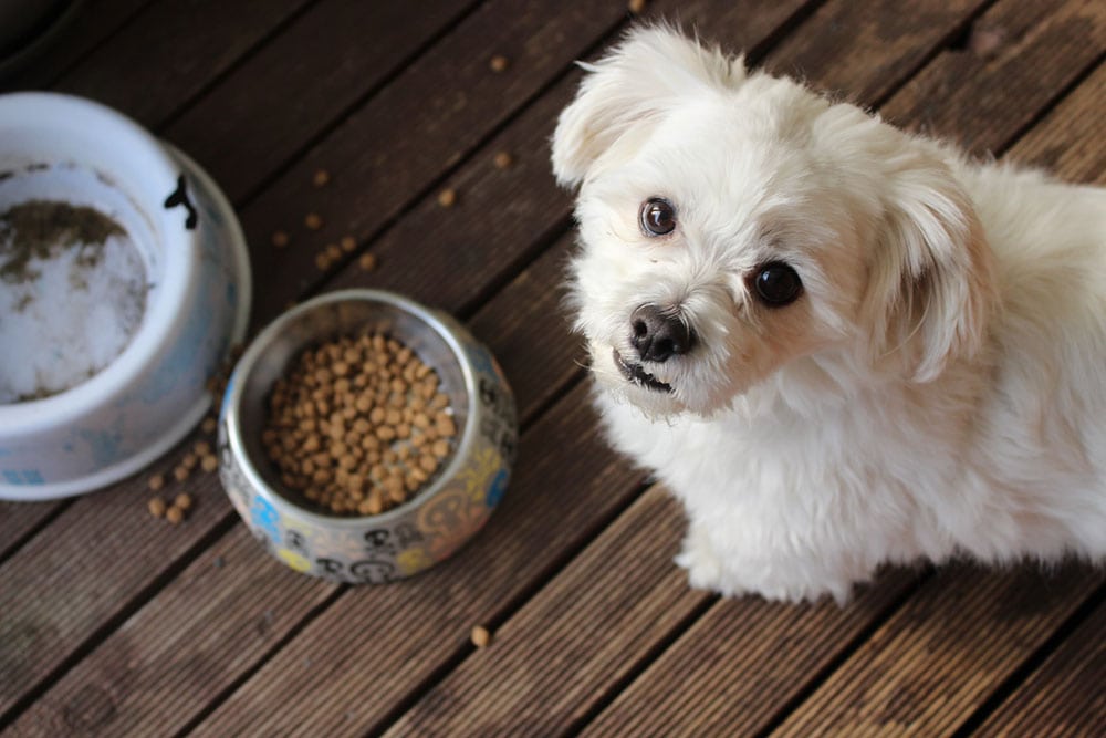 white dog ready to eat