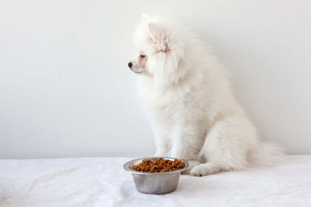 white dog refuses to eat dry kibble in the bowl