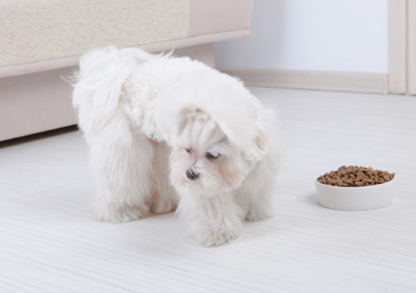 white dog refuses to eat his food in the bowl