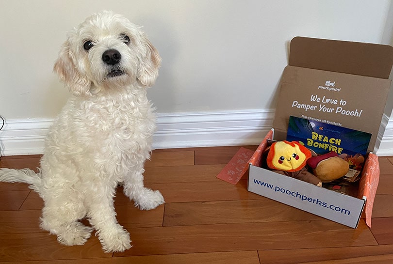 white dog sitting beside the pooch perks box