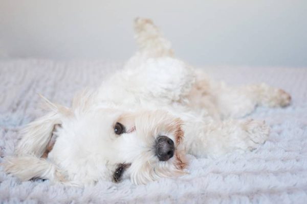 white fluffy dog looking cute lying on his back for a tummy rub